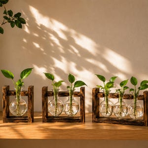 May include: Three wooden propagation stations with dark charred finishes holding clear glass bulb vases. The vases contain water and green leafy plant cuttings with visible roots. The stations hold one, two, and three vases respectively.