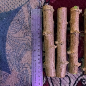 Puede incluir: Cuatro palos de madera cilíndricos de color marrón claro con corteza texturizada y pequeños nudos, colocados verticalmente junto a una regla metálica que muestra una longitud de unos 18 cm para cada pieza de madera.