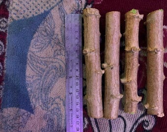 Lebende Cassava-Stecklinge - Frische Bio-Yucca-Stiele zum Pflanzen - Manihot Esculenta Plant