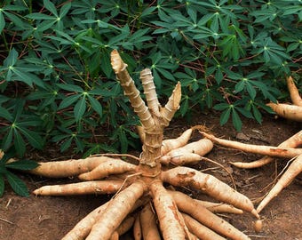 Live Cassava Cuttings for Planting, Fresh Yuca Stems, Manihot Esculenta Organic Plant Garden