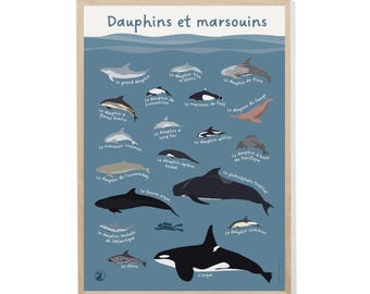 Póster de delfines y marsopas - Edición especial
