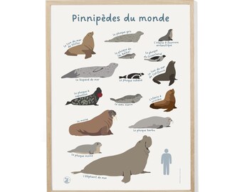 Poster Pinnipèdes du Monde