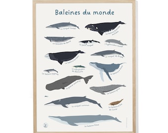 Póster de ballenas del mundo