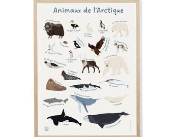 Póster de animales del Ártico