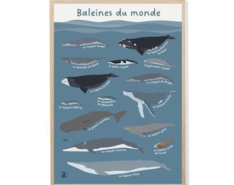 Póster de Ballenas del Mundo - Edición Especial