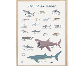 Póster de los tiburones del mundo
