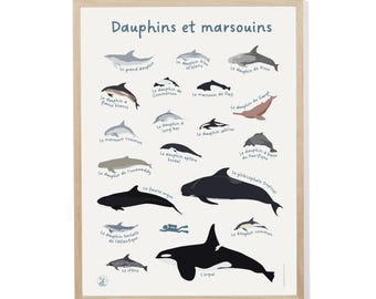 Póster de delfines y marsopas