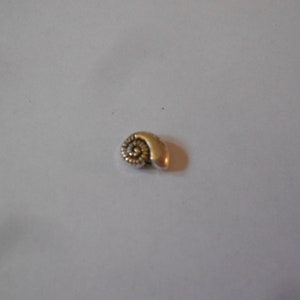 May include: A silver charm in the shape of a seashell. The seashell is detailed with a spiral pattern.