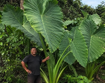 Foglie fino a 2,50 m! Rizoma vitale di taro gigante o pianta vivente (Colocasia esculenta) Pianta tropicale, esotica e commestibile di grandi dimensioni.