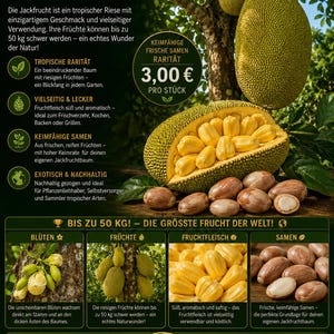 Könnte beinhalten: Ein Informationsplakat über die Jackfrucht, Artocarpus heterophyllus, mit Bildern der großen grünen Frucht, gelben Fruchtsegmenten und braunen Samen. Der Text hebt die Größe der Frucht von bis zu 50 kg und ihre tropische Herkunft hervor.