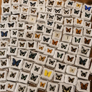 Puede incluir: Una gran colección de especímenes de mariposas individuales, cada uno preservado y exhibido en una pequeña tarjeta cuadrada blanca. Las mariposas presentan una diversa gama de colores, incluyendo azules vibrantes, naranjas, amarillos, marrones y patrones en blanco y negro.