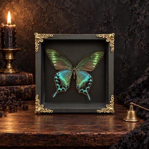 Pode incluir: Uma moldura quadrada preta tipo caixa com uma borboleta preservada de asas verdes e azuis iridescentes. A moldura apresenta detalhes metálicos dourados nos cantos. A borboleta está centralizada contra um fundo preto sólido na moldura.