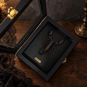 Könnte beinhalten: Ein präpariertes schwarzes Skorpion-Exemplar, montiert in einer rechteckigen schwarzen Holzvitrine mit Glasdeckel. Der Skorpion ist auf einem schwarzen Untergrund positioniert, mit einer kleinen goldenen rechteckigen Plakette unter dem Exemplar.