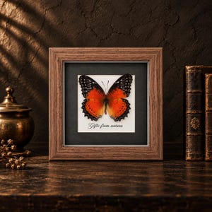 Peut inclure: Un cadre carré en bois contenant un papillon préservé aux ailes orange et noires éclatantes. Le papillon est monté sur un fond blanc avec un passe-partout noir, et le texte "Gifts from natura" est imprimé en écriture noire sous le papillon.