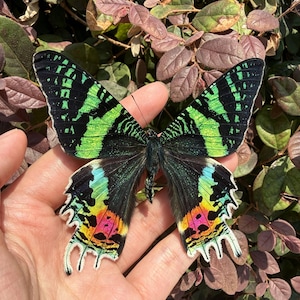 May include: A vibrant Urania ripheus moth featuring large wings with a black base color, iridescent green bands, and lower wing sections displaying a gradient of blue, yellow, and pink hues with a fringed, scalloped edge and thin antennae.