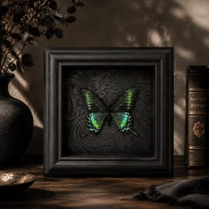 May include: A square black frame containing a preserved butterfly with iridescent green and blue wings. The butterfly is mounted against a dark, embossed floral background. The frame has a thick, beveled edge and a matte finish, creating a display.
