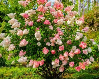 Hortensias de vainilla y fresa (1 galón)