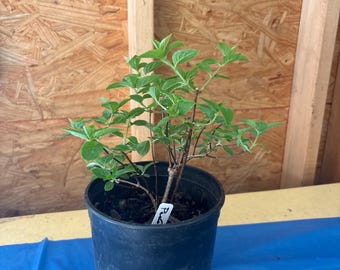 Hortênsia Peegee de 1 galão