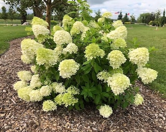 Bobo Hydrangea (1 gallon)