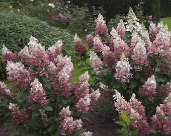 Pinky Winky Hydrangea