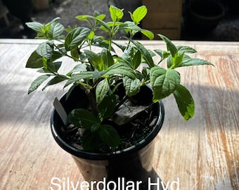 Silver Dollar Hydrangea (1 gallon)