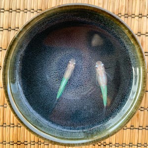 Eggs of Medaka Inner light white - ricefish - Oryzias latipes