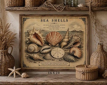 Vintage Sea Shells Illustration Wall Art | Coastal Cottagecore Decor | Vintage Sea Life Print | PHYSICAL PRINT