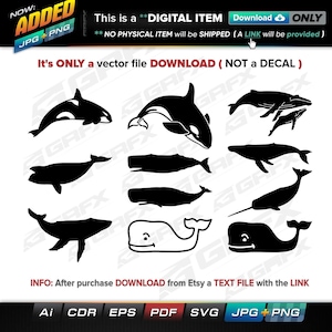 11 Whale Vectors ai, cdr, eps, pdf, svg and also jpg, png - Instant Download -- 82 Files TOTAL (9 Folders)