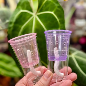 Self-Watering Corm/Tissue Culture Mini Cup