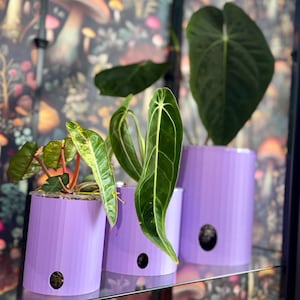 May include: Three cylindrical, light purple planters with vertical ribbed textures and a small circular drainage hole near the base. Each planter holds a different green houseplant with distinct leaf shapes, including one with variegated foliage.