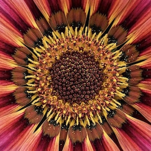 May include: A close-up view of a Gazania flower featuring vibrant pink and orange petals that transition into deep brown and yellow rings near the center. The central disc is composed of dense, dark brown florets surrounded by bright yellow stamens.