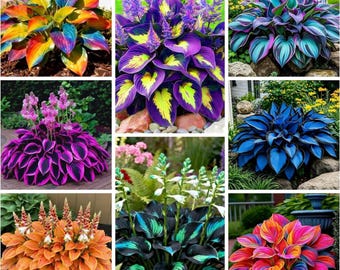 Más de 200 bulbos de hosta variados / Plantas perennes de follaje para jardín de sombra