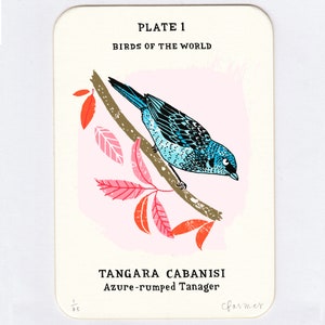 Sérigraphie oiseau - Tangara à croupion bleu azur