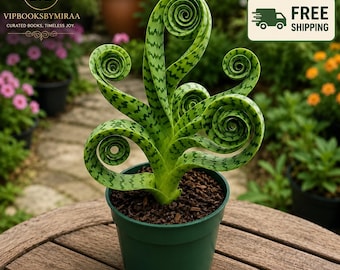 Planta-cobra espiral rara, viva, Sansevieria cylindrica, planta de interior, presente.