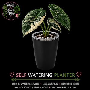 May include: An Alocasia plant with variegated dark green and white leaves potted in a matte black self-watering planter. The planter features a clear top rim and a visible water reservoir. Text on the image includes Plants and Good Vibes and SELF WATERING PLANTER.
