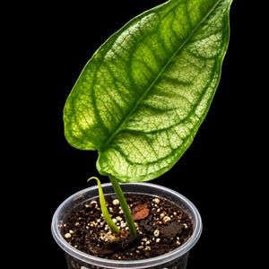 以下が含まれることがあります： 透明なプラスチック製の鉢に植えられたモンステラ・エルサルバドル。鉢の中には暗い色の土が入っています。植物には、明るい緑色と白色の葉脈が目立つ、大きなハート型の葉が1枚あります。小さく巻かれた新しい葉の芽も確認できます。