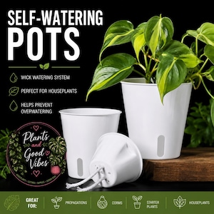 Puede incluir: Macetas blancas de autorriego con sistema de riego por mecha. El texto dice SELF-WATERING POTS, WICK WATERING SYSTEM, PERFECT FOR HOUSEPLANTS, HELPS PREVENT OVERWATERING, Plants and Good Vibes, GREAT FOR: PROPAGATIONS, CORMS, STARTER PLANTS, HOUSEPLANTS.