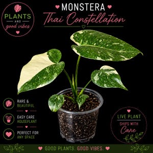 Puede incluir: Una planta Monstera Thai Constellation en una maceta de plástico transparente con tierra oscura. Las hojas presentan una variegación de color verde y crema. El texto en la imagen incluye "MONSTERA Thai Constellation" y "LIVE PLANT".