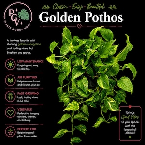 Golden Pothos Live Plant | Devil's Ivy | Easy Trailing Houseplant | Indoor Vine | Hanging Tropical Plant | 4" or 6" Established Plant