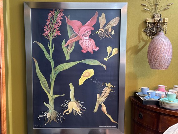 Vintage Framed Orchid School Charts: Botanical Prints, Mid-Century Decor