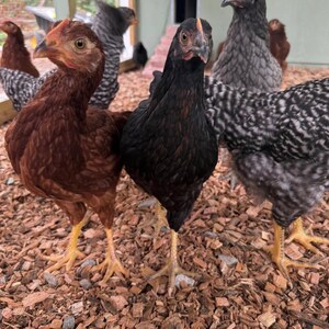 Könnte beinhalten: Eine Gruppe von Hühnern steht auf Holzhackschnitzeln. Im Vordergrund sind ein rotbraunes Huhn, ein komplett schwarzes Huhn und ein schwarz-weiß gestreiftes Huhn zu sehen. Weitere Hühner mit grauem und braunem Gefieder sind im Hintergrund erkennbar.