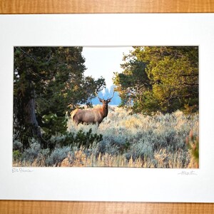 Elk Prince, Fine Art Print in 11x14 Mat, Grand Teton National Park, Elk