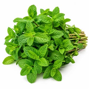 May include: A fresh bunch of vibrant green mint leaves with serrated edges and prominent veins. The stems are clustered together, showing a mix of light green and reddish-brown tones. The leaves are arranged in a dense, bushy, and rounded formation.