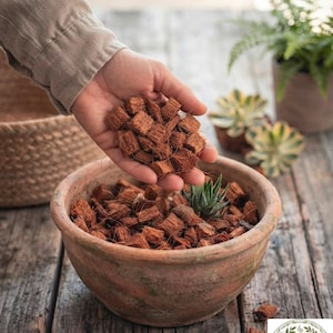 Peut inclure: Une poignée de petits copeaux de fibre de coco bruns et fibreux tenus au-dessus d'un pot en terre cuite rond et patiné contenant d'autres copeaux similaires et une petite plante succulente verte. Les copeaux sont carrés et texturés.