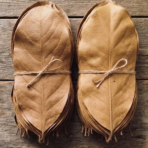 May include: Two stacks of dried, light brown oval leaves tied together with thin jute twine. Each stack features prominent veins and a pointed tip. A small circular logo in the bottom right corner displays the text Green Botanics Tea & Botanicals.
