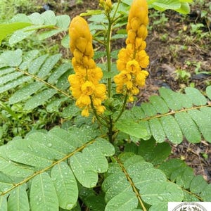 May include: A Senna alata plant featuring two prominent, upright, candle-shaped clusters of bright yellow flowers and pinnate green leaves covered in water droplets. A circular logo in the corner displays the text Green Botanics Tea & Botanicals.