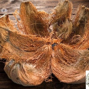 Könnte beinhalten: Eine faserige, braune Kokosnussschale, die blumenartig geöffnet ist und aus groben, verfilzten Strängen besteht. Ein kreisförmiges Logo in der Ecke zeigt eine Teetassen-Ikone und den Text GREEN BOTANICS TEA & BOTANICALS, umgeben von botanischen Illustrationen.