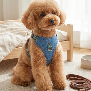 May include: A fluffy brown poodle wearing a blue denim dog harness with a teal and brown chequered pattern on the straps. The harness features a gold-toned metal D-ring on the chest area. A matching brown leather lead lies on the floor nearby.
