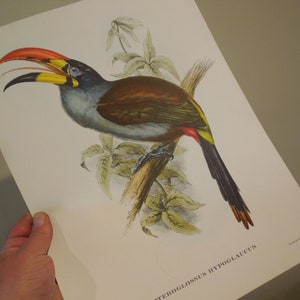 Antique J. Gould Lithograph Print Of Bird, Audubon Chromolithograph Of Bird, FREE SHIPPING!!