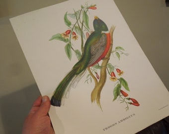 Antique Audubon Lithograph, J. Gould Bird Chromolithograph, FREE SHIPPING!!